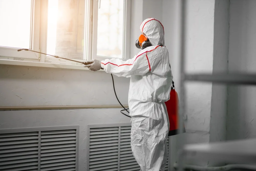 Professional mold remediation services in South Windham, CT